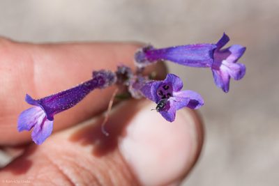 Penstemon gracilentus, photographed by Ken-ichi Ueda