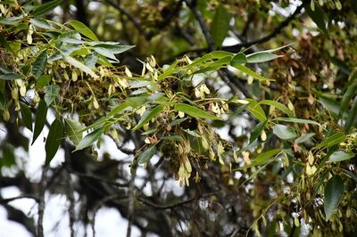 Fraxinus purpusii, photographed by Neptalí Ramírez Marcial
