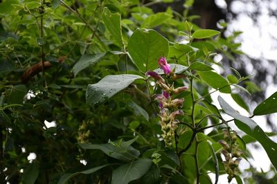 Canavalia oxyphylla, photographed by Neptalí Ramírez Marcial