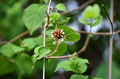 Pisoniella arborescens, photographed by Neptalí Ramírez Marcial