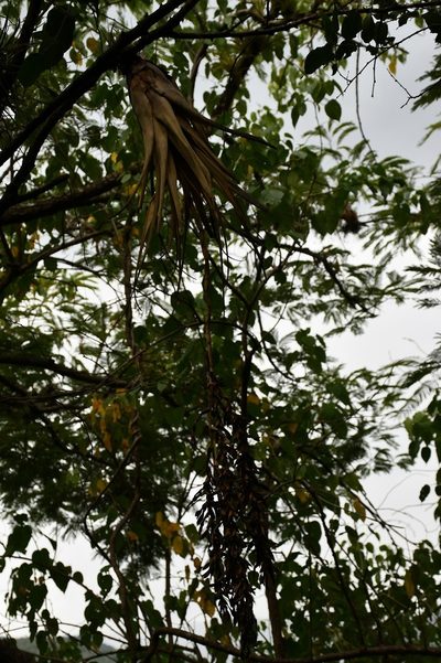 Tillandsia makoyana, photographed by Neptalí Ramírez Marcial