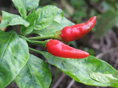 Capsicum frutescens, photographed by Diogo Luiz
