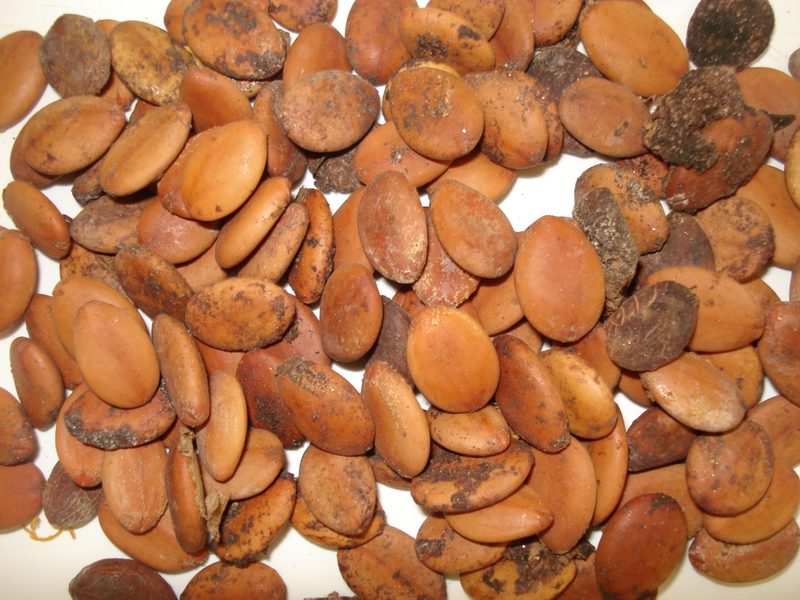 Cassia leptophylla, photographed by Diogo Luiz