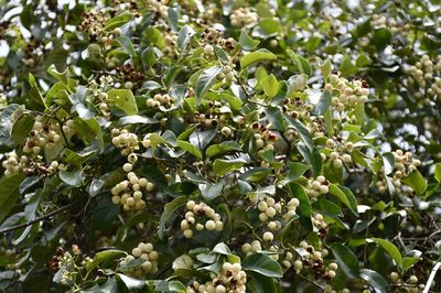 Ehretia latifolia, photographed by Neptalí Ramírez Marcial