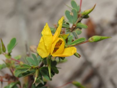 Chamaecrista desvauxii, photographed by Diogo Luiz