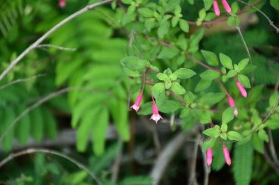 Fuchsia encliandra, photographed by Neptalí Ramírez Marcial
