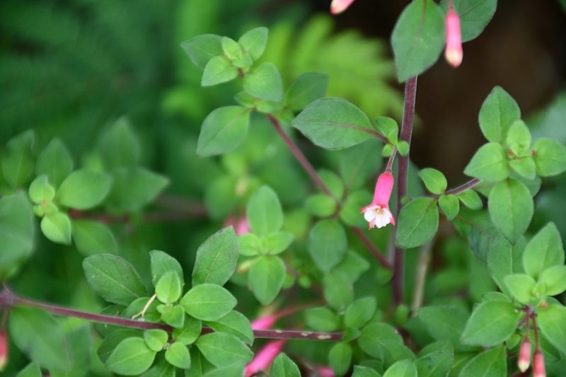 Fuchsia encliandra, photographed by Neptalí Ramírez Marcial