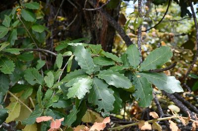Quercus obtusata, photographed by Neptalí Ramírez Marcial