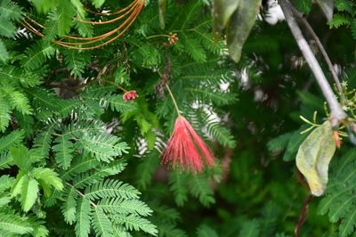 Calliandra hirsuta, photographed by Neptalí Ramírez Marcial