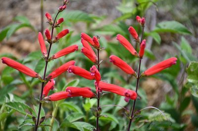 Lamourouxia rhinanthifolia, photographed by Neptalí Ramírez Marcial