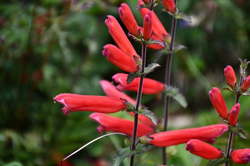 Lamourouxia rhinanthifolia, photographed by Neptalí Ramírez Marcial