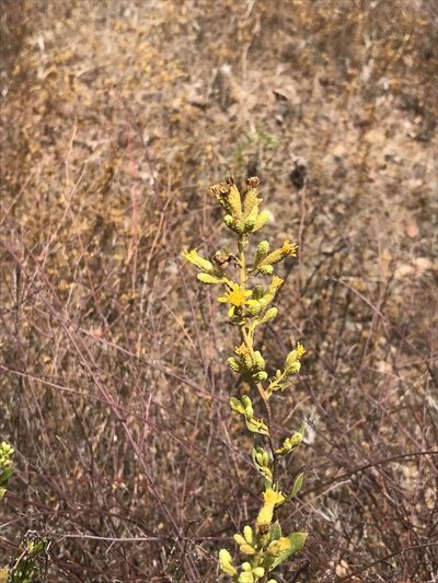 Hazardia orcuttii, photographed by Sula Vanderplank