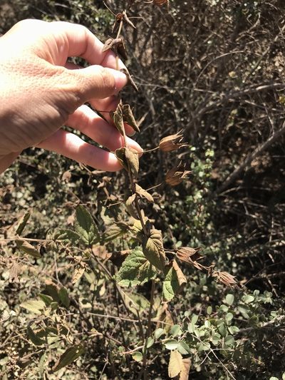 Lepechinia cardiophylla, photographed by Sula Vanderplank