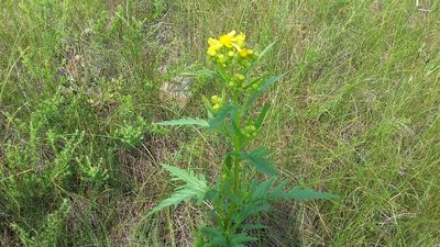 Senecio eremophilus, photographed by tonyblake