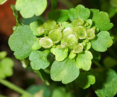 Chrysosplenium tetrandrum, photographed by naokitakebayashi