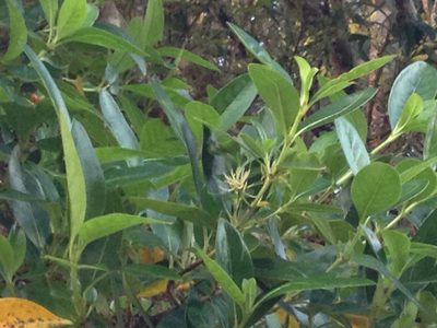 Coprosma macrocarpa, photographed by Sarah Richardson