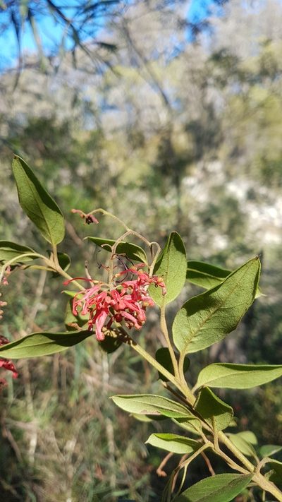 Grevillea rhyolitica, photographed by Vale Jenny Conolly