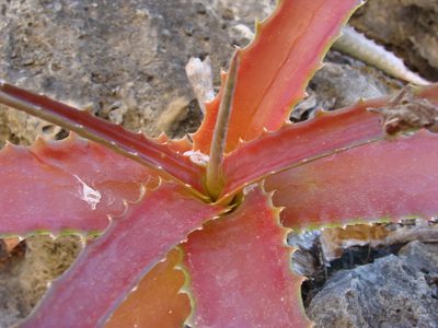 Hechtia rubicunda, photographed by Alexis López Hernández