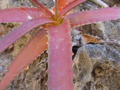 Hechtia rubicunda, photographed by Alexis López Hernández
