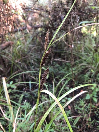 Carex lambertiana, photographed by phoebeandrews