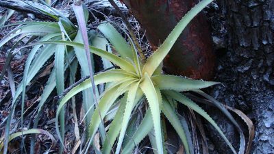 Hechtia rubicunda, photographed by Alexis López Hernández