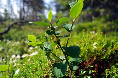Cotoneaster cinnabarinus, photographed by Георгий Виноградов (Georgy Vinogradov)