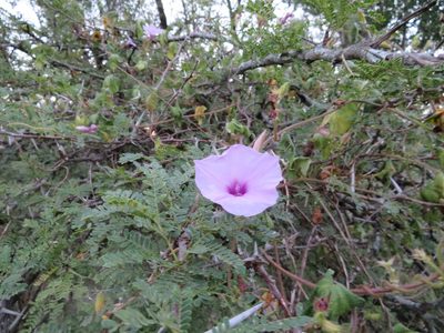 Ipomoea ficifolia, photographed by James Deacon