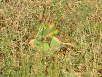 Ammocharis coranica, photographed by James Deacon