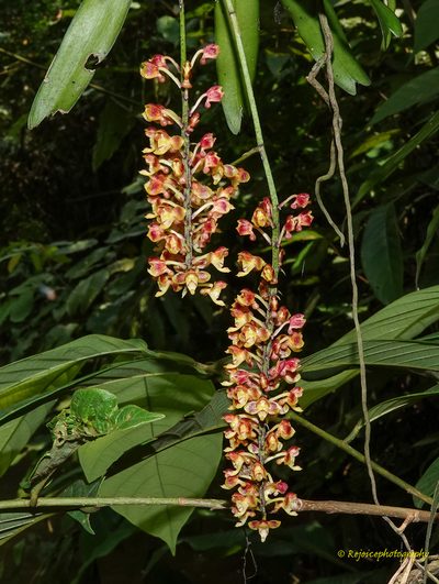 Robiquetia succisa, photographed by Rejoice Gassah