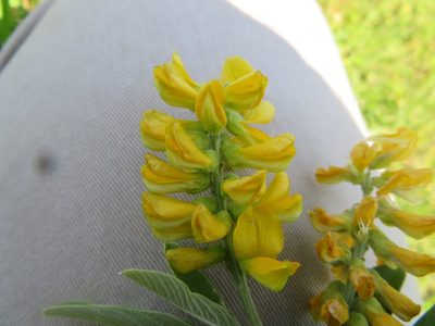 Eriosema psoraleoides, photographed by James Deacon