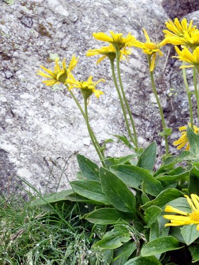 Doronicum clusii, photographed by Wolfgang Jauch