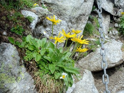 Doronicum clusii, photographed by Wolfgang Jauch