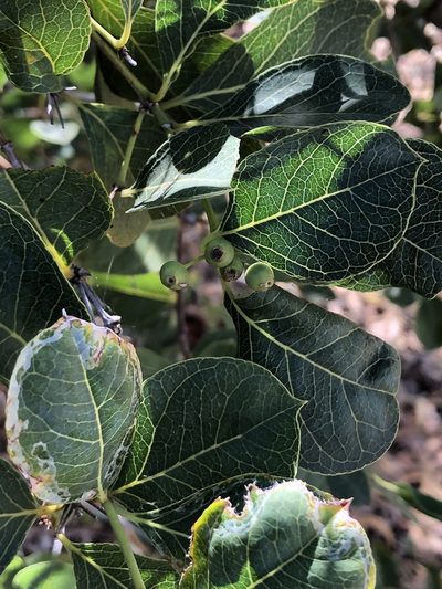 Coelospermum reticulatum, photographed by elawrey