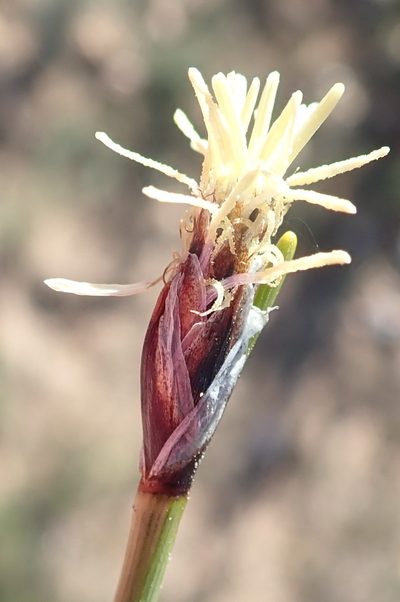 Ficinia ixioides, photographed by Nicola van Berkel