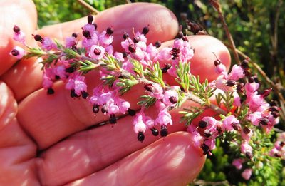 Erica placentiflora, photographed by linkie