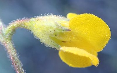Hermannia althaeoides, photographed by Nicola van Berkel