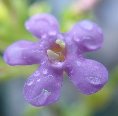 Sutera foetida, photographed by Nicola van Berkel
