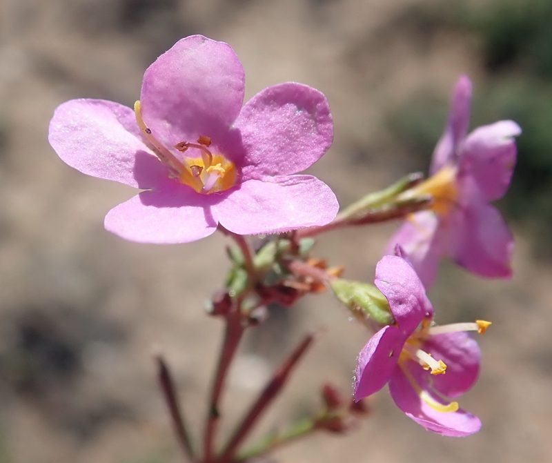 Chaenostoma violaceum, photographed by Nicola van Berkel