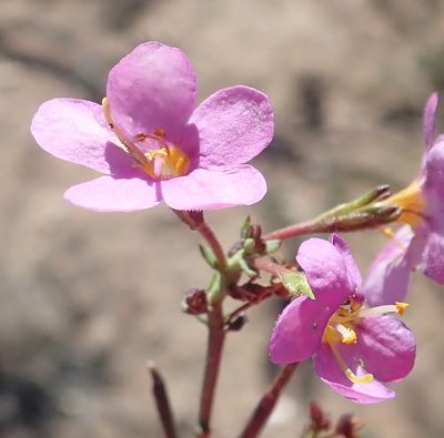 Chaenostoma violaceum, photographed by Nicola van Berkel