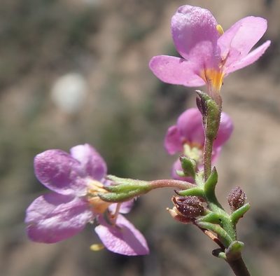 Chaenostoma violaceum, photographed by Nicola van Berkel