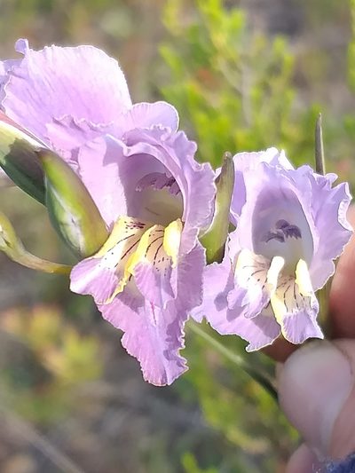 Gladiolus mutabilis, photographed by kevin koen