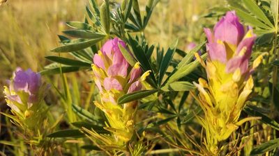 Orthocarpus tenuifolius, photographed by Peter Brastow