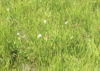Eriophorum gracile, photographed by Barbara Banfield