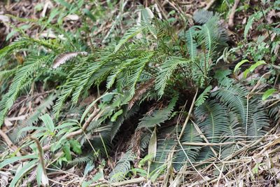 Spicantopsis niponica, photographed by harum.koh