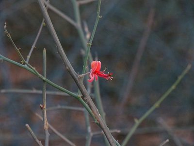 Capparis decidua, photographed by Ajit Ampalakkad