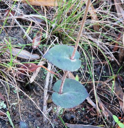 Disperis bodkinii, photographed by linkie