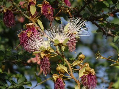 Capparis zeylanica, photographed by Ajit Ampalakkad