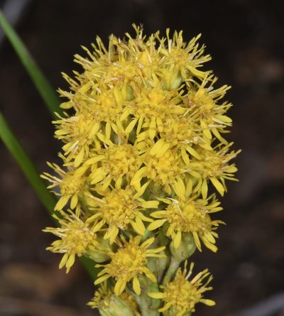 Solidago simplex, photographed by Don Loarie