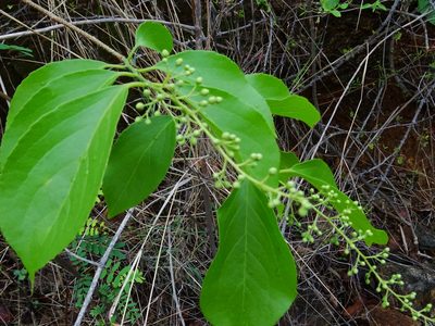 Celastrus paniculatus, photographed by Ajit Ampalakkad