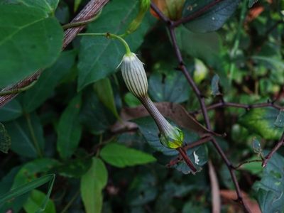 Ceropegia candelabrum, photographed by Ajit Ampalakkad